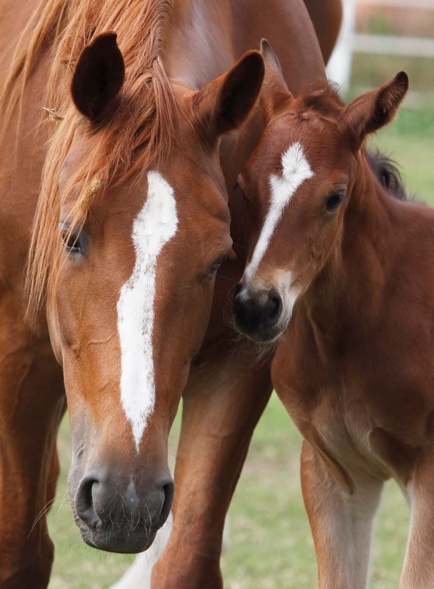 Close-up of a mare and her foal beeing in perfect harmony. Just look at the photo and you will see the similarity between them! Canon Eos 1D MarkIII.