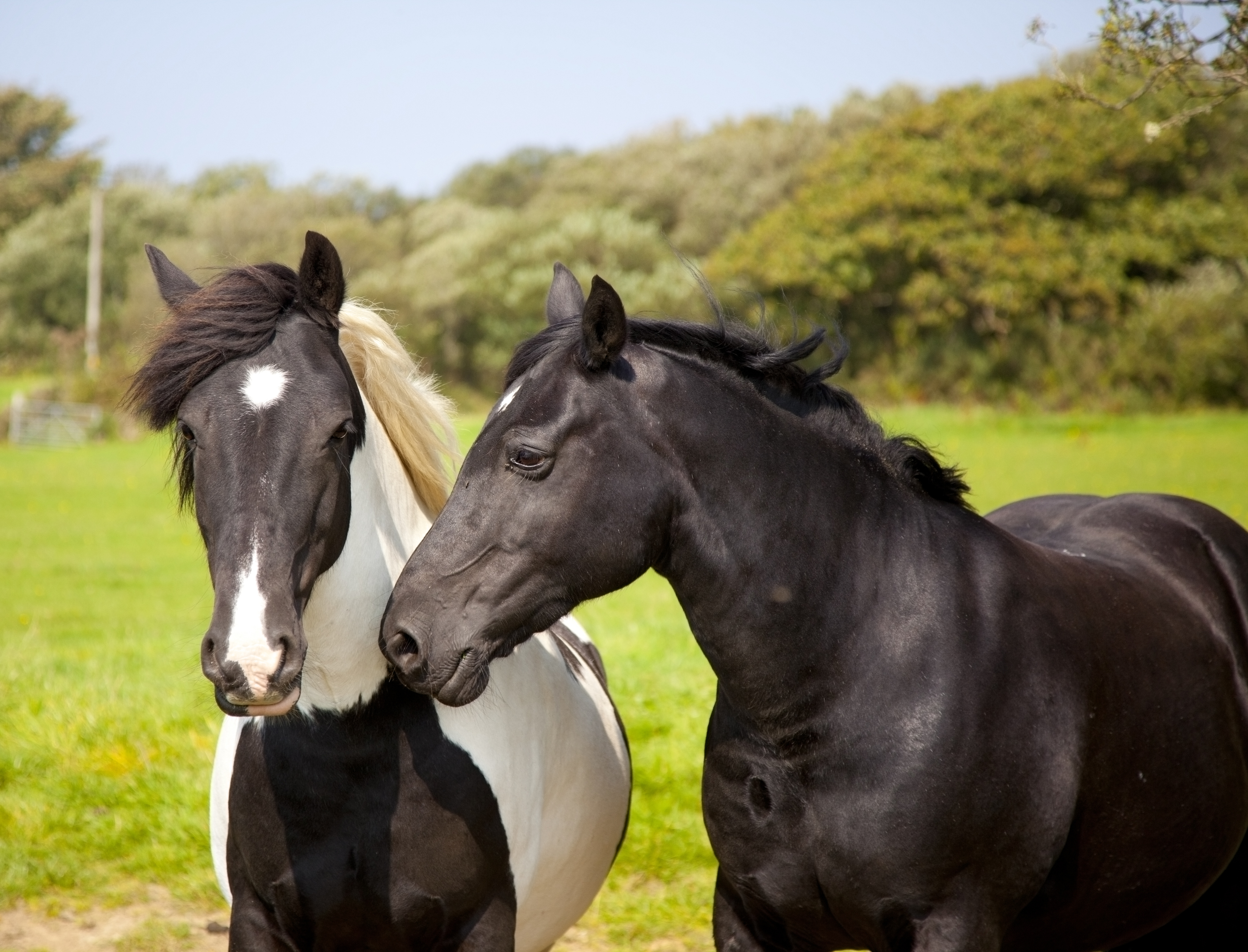 two horses in a close relationship - mother and son - showing closeness