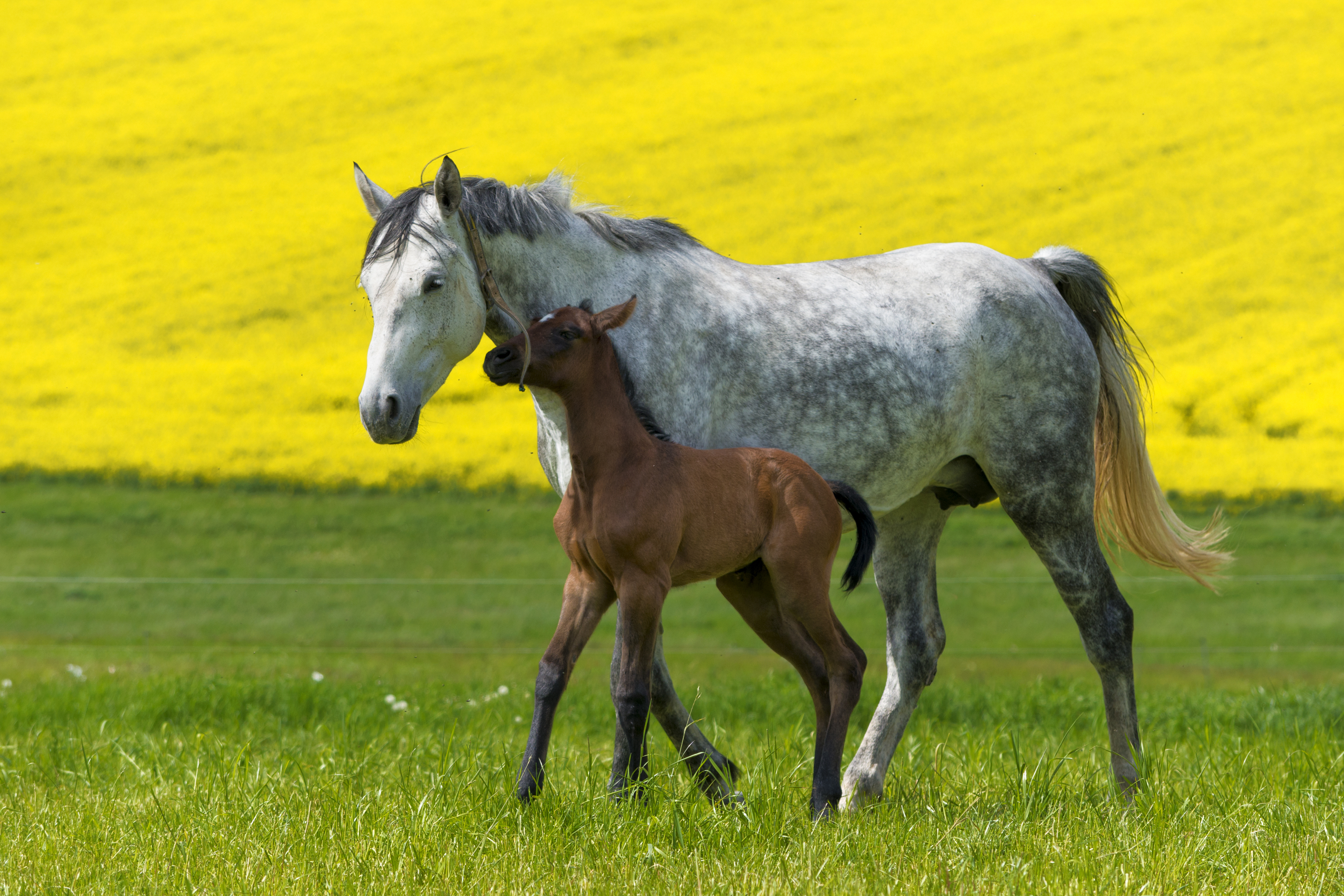 Funny horse foal playing on pasture with mother mare