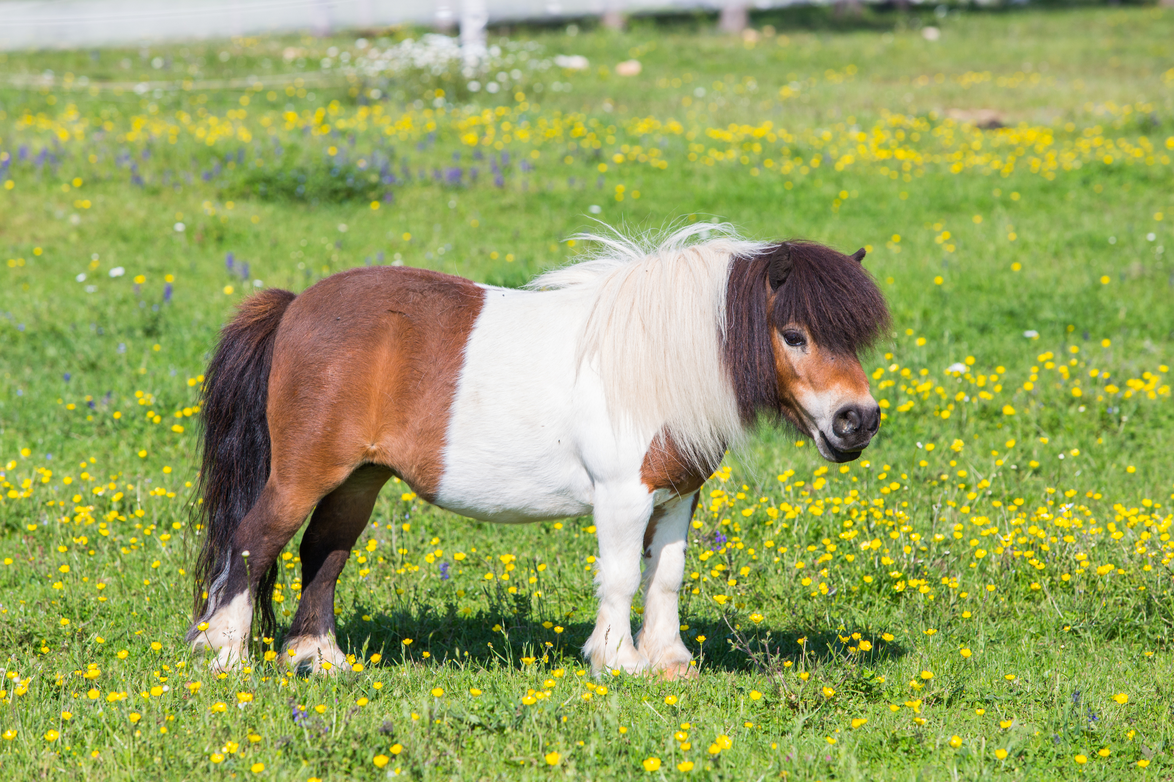 Beautiful female Shetland pony on pasture